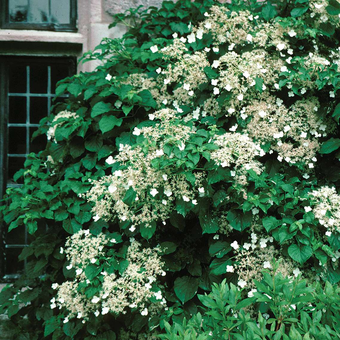 Climbing hydrangea vine growing on a building and quite covered in white lacecap blooms